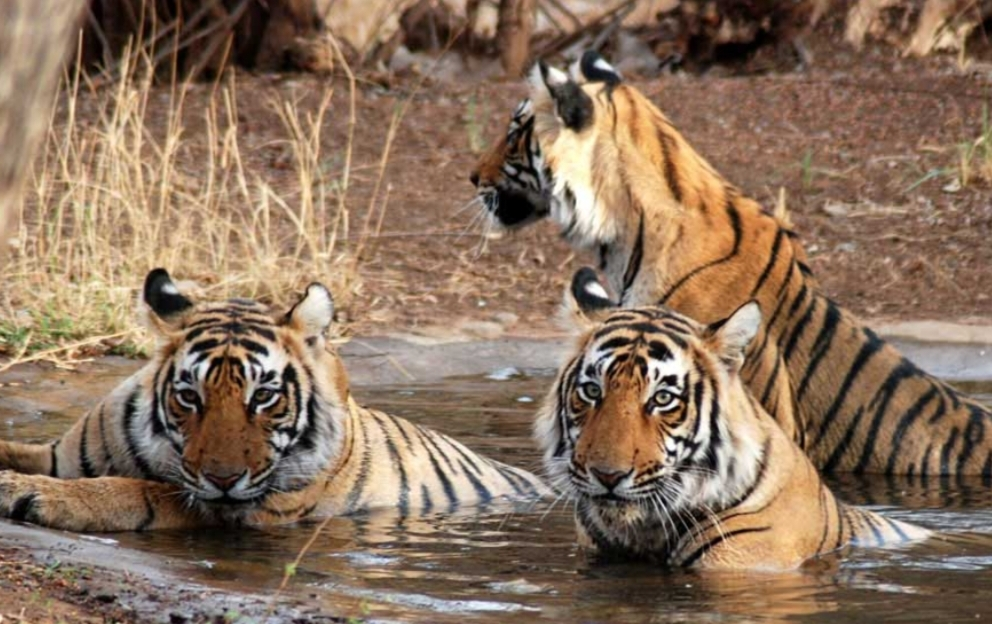 महाराष्ट्रातील सह्याद्री व्याघ्र प्रकल्पात ताडोबा-अंधारी आणि पेंच व्याघ्र प्रकल्पांतील आठ वाघांचे स्थलांतर करण्याचा केंद्र सरकारने घेतला महत्त्वपूर्ण निर्णय.