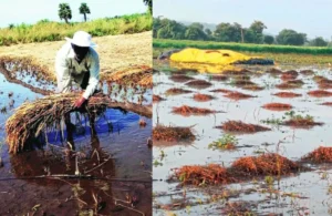 अवकाळी पावसामुळे शेतकरी