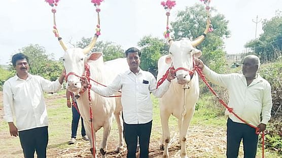 संत ज्ञानेश्वर पालखी २०२५ राजा आणि प्रधान बैलजोडीला मान