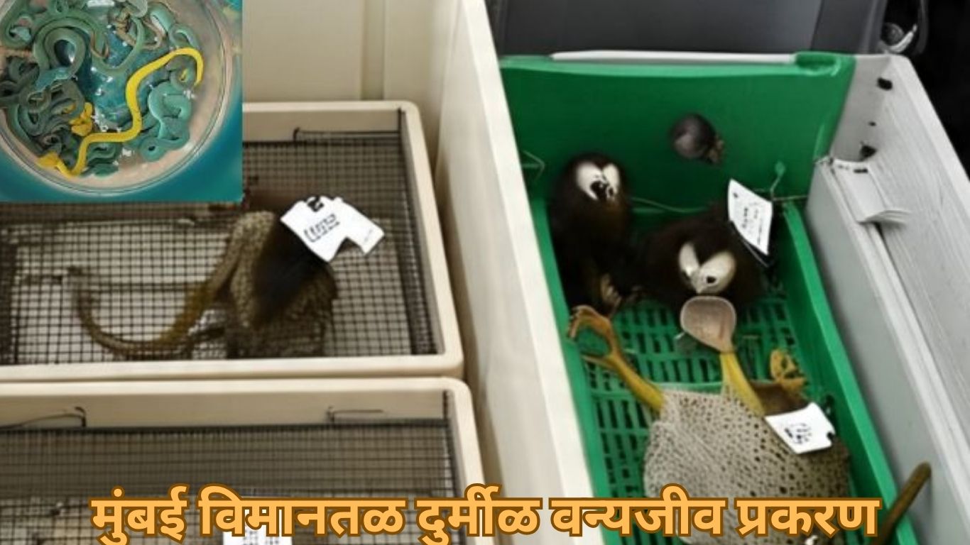 मुंबई विमानतळ दुर्मीळ वन्यजीव प्रकरण