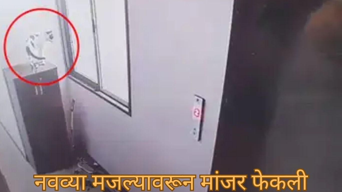 नवव्या मजल्यावरून मांजर फेकली