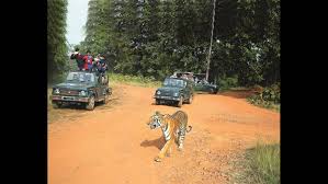 ताडोबा व्याघ्रप्रकल्पातील सफारी दरात मोठी वाढ