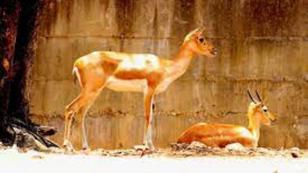 पुण्यातील कात्रज राजीव गांधी प्राणी संग्रहालयात 15 हरणांचा मृत्यू