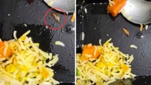 हिंजवडीतील पुलावमध्ये मृत झुरळ आढळले