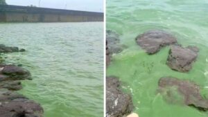 भाटघर धरणाचे पाणी झाले हिरवे; स्थानिकांत चिंता, प्रशासनाकडून जलतपासणीचे आदेश