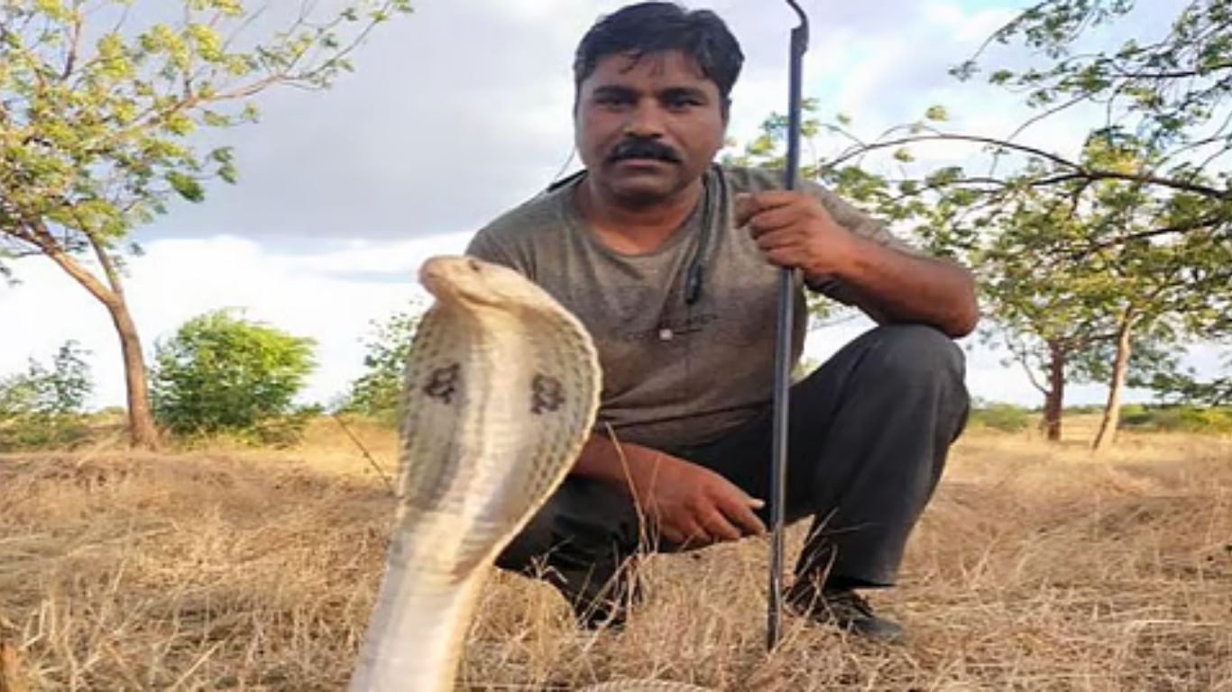 सर्पमित्रांना मिळणार 'फ्रंटलाईन वर्कर'चा दर्जा; शासनाकडून १० लाखांचा विमा व अधिकृत ओळखपत्राची घोषणा