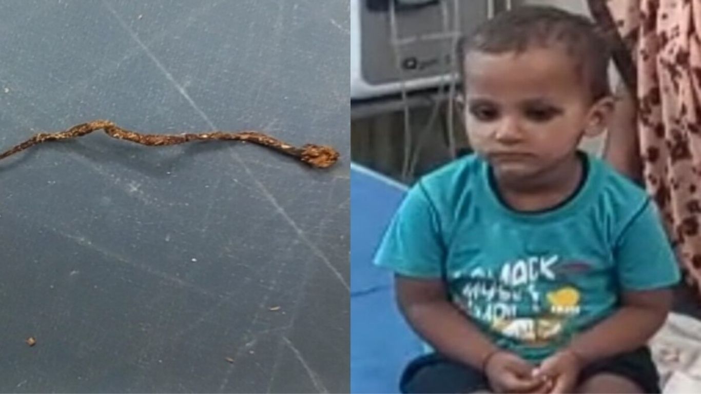लहान मुलाने सापाला चावलं, साप मेला!