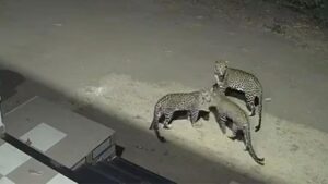 पुणे : जुन्नरमध्ये एकाच वेळी तीन बिबट्यांचा मुक्त संचार; सीसीटीव्हीमध्ये घटना कैद,