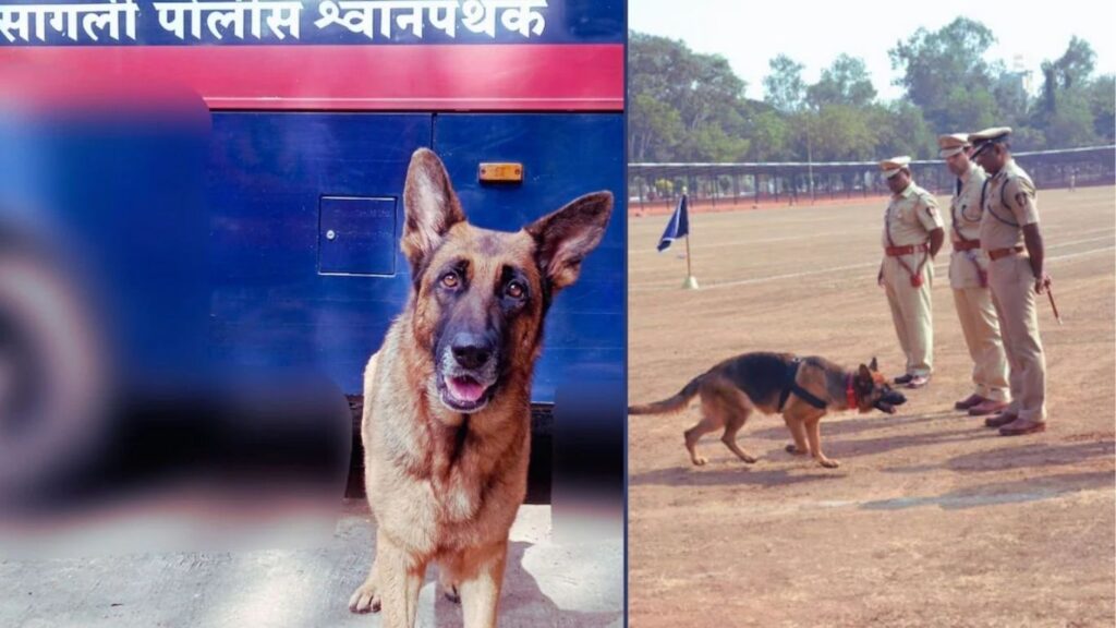 सांगली पोलीस दलातील शूर श्वान ‘लुसी’चा मृत्यू – अमली पदार्थविरोधी लढ्यात अमूल्य योगदान