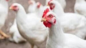 इंदापूरमध्ये पोल्ट्री कामगारांकडून चालकाला मारहाण