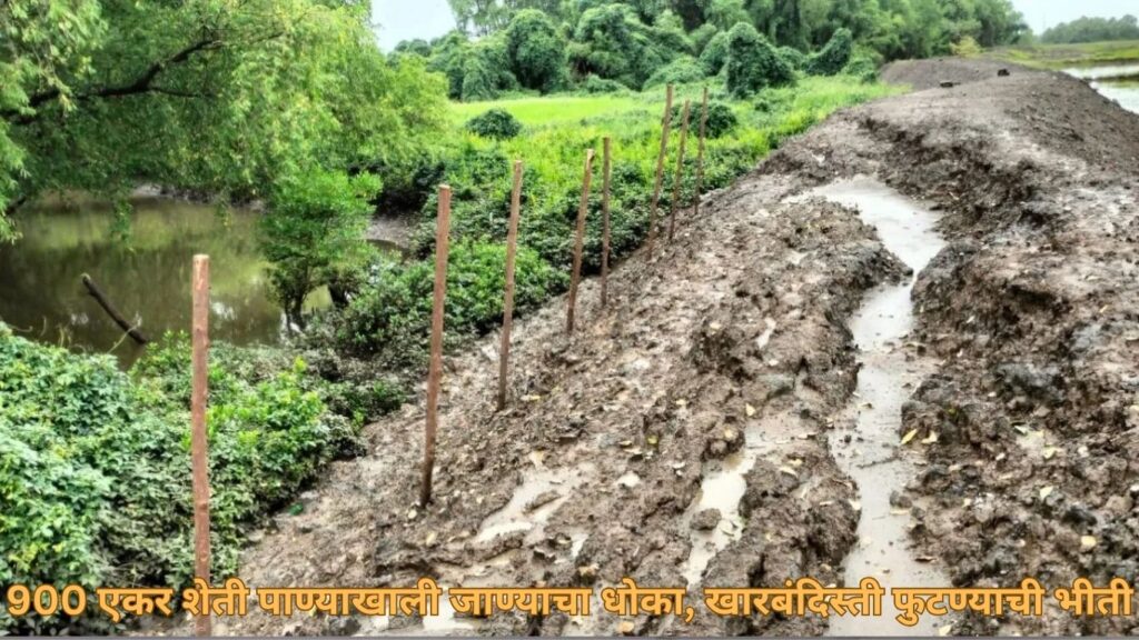 900 एकर शेती पाण्याखाली जाण्याचा धोका, खारबंदिस्ती फुटण्याची भीती