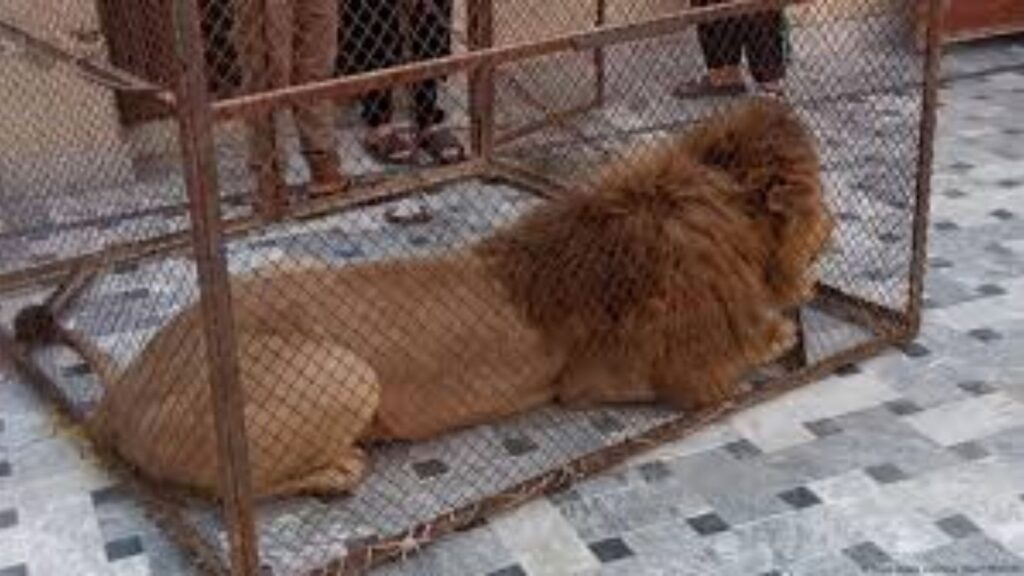 जंगलाच्या राजावरून सुरु आहे बेकायदेशीर रॅकेट