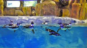 राणी बागेतील पेंग्विनवर २५ कोटींचा खर्च!