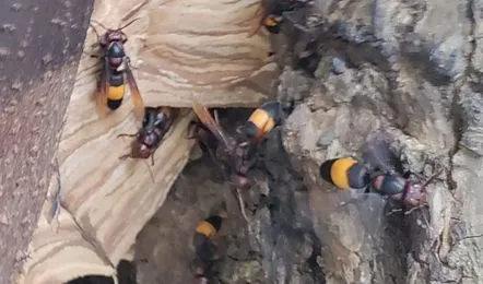 भर पावसात यलो जॅकेट माशांची दहशत; वसईच्या नाळे गावात ग्रामस्थ भयभीत