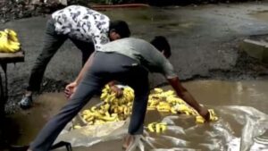 डोंबिवलीत घाणीच्या पाण्यात धुतली केळी; नागरिक संतप्त, आरोग्य धोक्यात