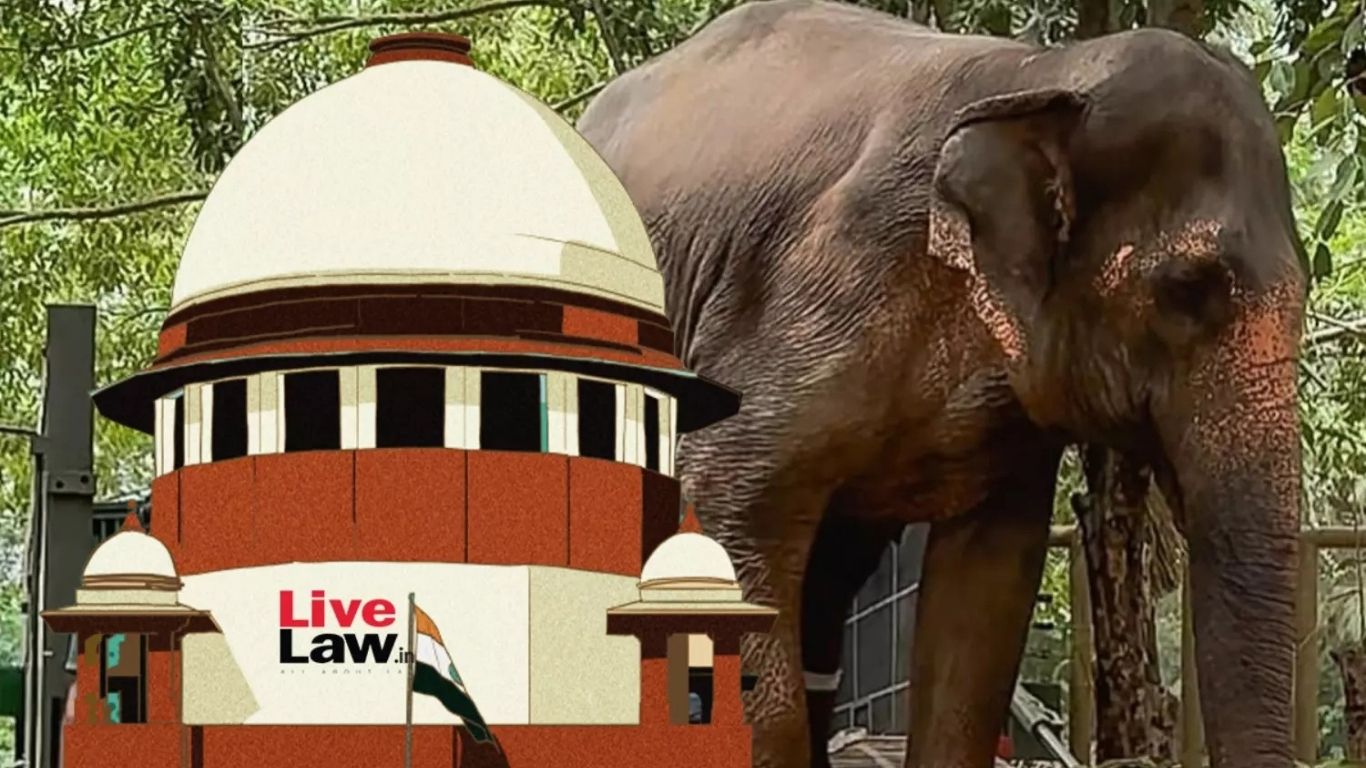 महादेवी हत्ती प्रकरणात सर्वोच्च न्यायालयात न जाण्याचा निर्णय; हाय पावर कमिटीकडे सोपवणार सुनावणी