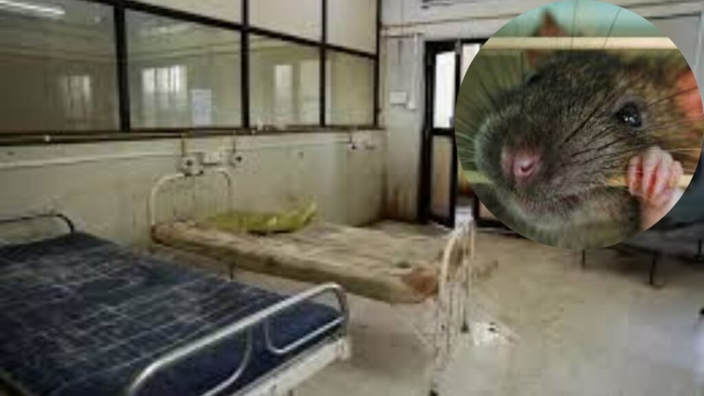 नांदेडमधील रुग्णालयात महिलांच्या अंगावर फिरले उंदीर; आरोग्य यंत्रणेवर संतापाचा भडका