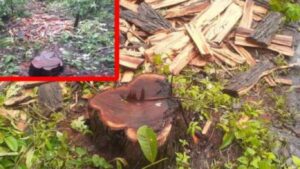 पालघरमध्ये इको कारमधून खैर तस्करीचा पर्दाफाश, वनविभागाची मोठी कारवाई