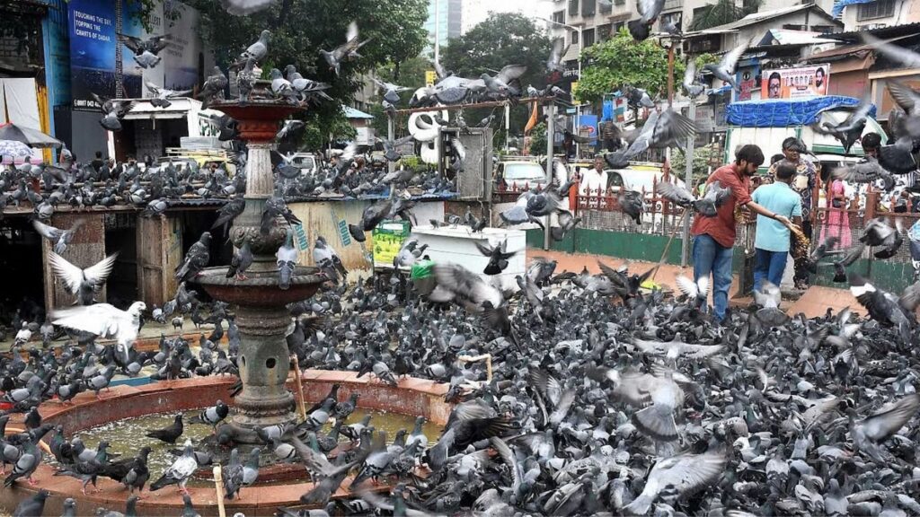 मुंबई कबुतरखाना वाद: वृद्ध आणि त्याच्या मुलीवर लोखंडी रॉडने हल्ला; चार जणांविरोधात गुन्हा दाखल