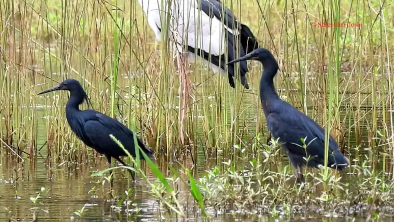 रत्नागिरीतील चिपळुणात आढळला आफ्रिकन ‘ब्लॅक हेरॉन’; भारतातील पहिलीच अधिकृत नोंद