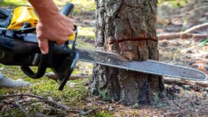 विनापरवानगी झाड तोडल्याप्रकरणी पंजाब नॅशनल बँकेच्या दोन वरिष्ठ अधिकाऱ्यांविरोधात गुन्हा दाखल