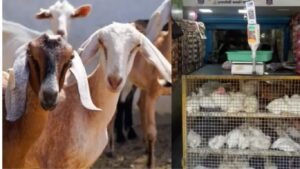 15 ऑगस्टला कल्याण-डोंबिवलीत चिकन आणि मटण शॉप बंद; महापालिकेचा निर्णय