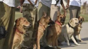 स्निफर डॉग्सची सुंगण्याची क्षमता किती? उत्तरकाशी दुर्घटनेत मलब्याखाली शोधासाठी तैनात