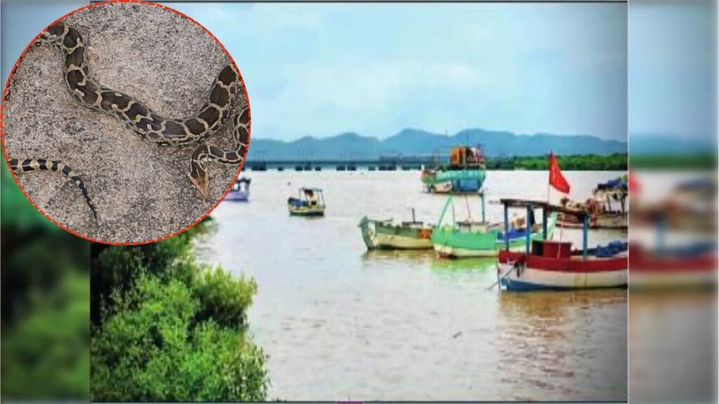 पालघरमधील नावझे गावात दहा फुटी अजगर जाळ्यात अडकला; गावकऱ्यांमध्ये भीती आणि खळबळ