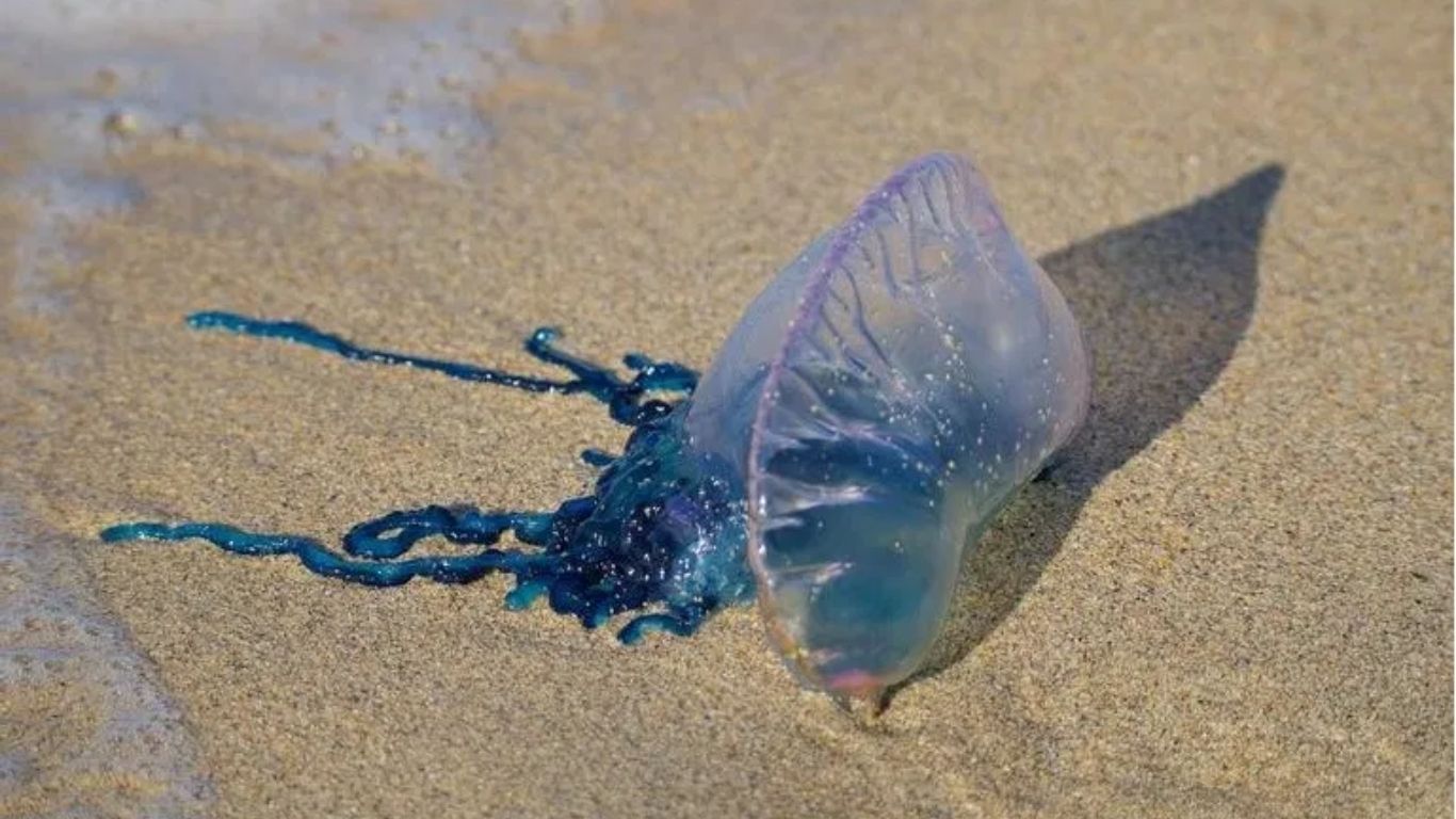 मुंबई चौपाट्यांवर विसर्जनावेळी सावधान! स्टिंग रे आणि ब्लू जेलीफिशपासून सर्तक राहण्याचे आवाहन