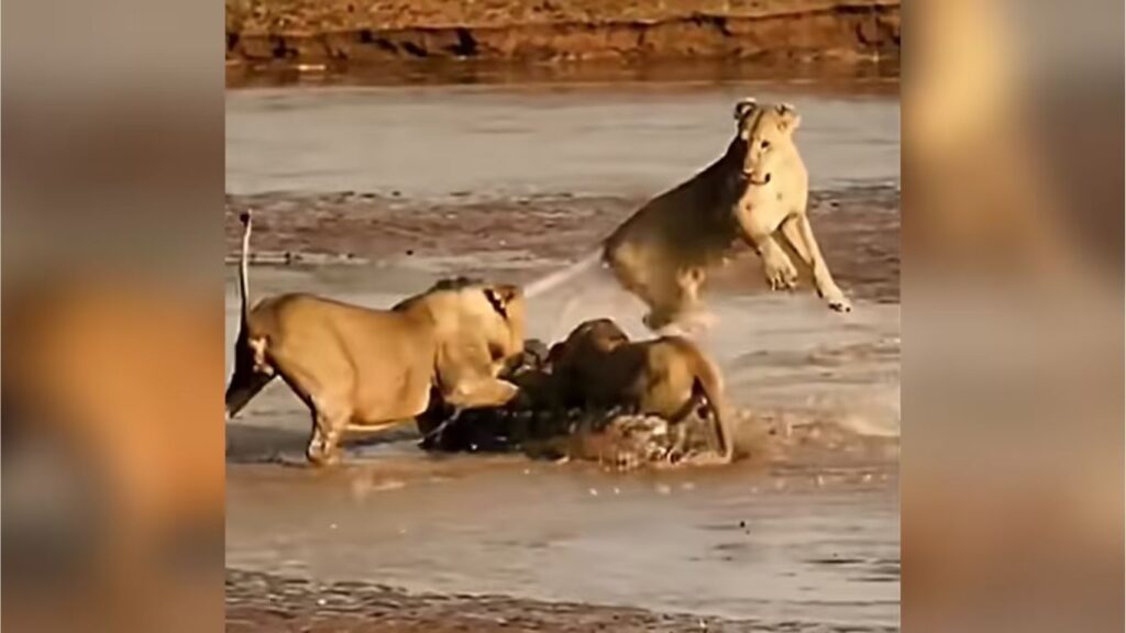 जंगलातील थरार: चिमुकल्या मगरीला सिंहांचा कळप घेरतो