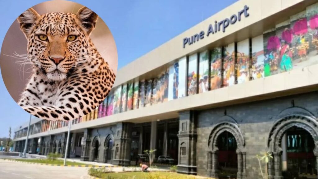 पुणे विमानतळावर बिबट्याचे दर्शन: सुरक्षित पकडण्यासाठी वनविभागाने लावले बदललेले पिंजरे