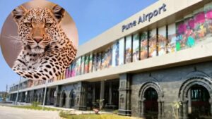 पुणे विमानतळावर बिबट्याचे दर्शन: सुरक्षित पकडण्यासाठी वनविभागाने लावले बदललेले पिंजरे