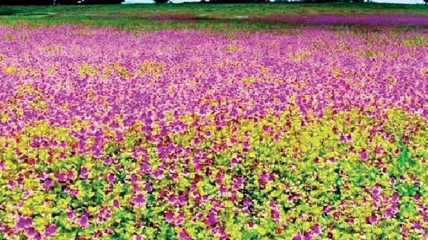 कास पठार हंगाम 2025 : साताऱ्यातील फुलांची रंगीबेरंगी उधळण लवकरच सुरु