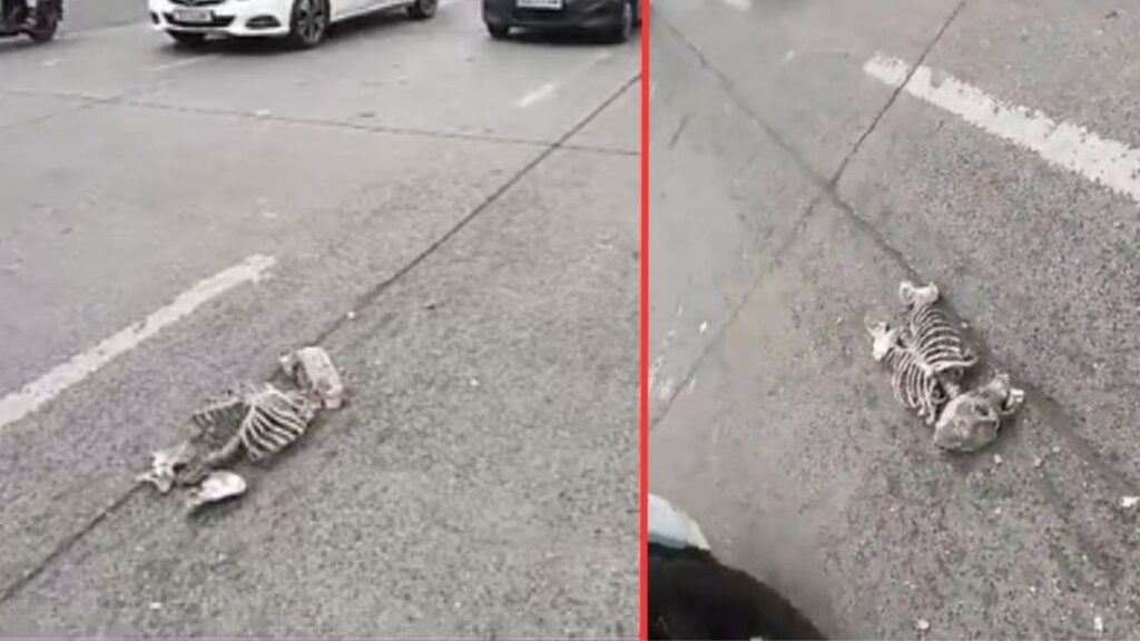 पुण्यात भररस्त्यावर आढळला मानवी सांगाडा; परिसरात खळबळ