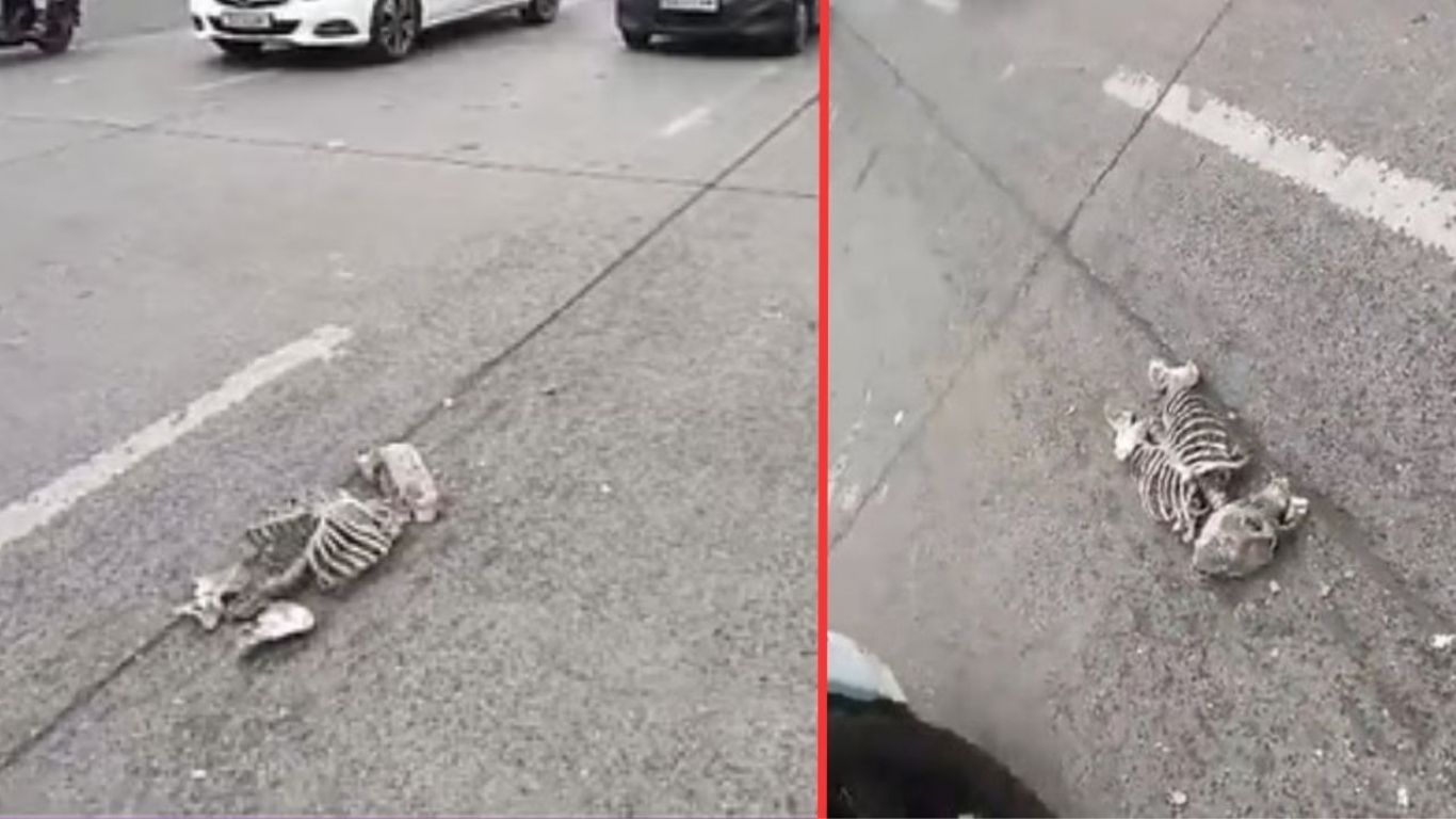 पुण्यात भररस्त्यावर आढळला मानवी सांगाडा; परिसरात खळबळ