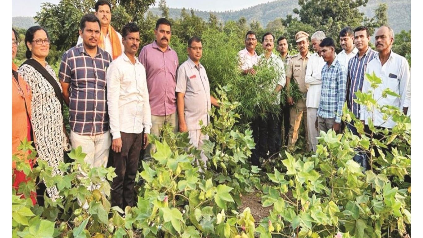 छत्रपती संभाजीनगरात गोट्या महाराजच्या घरी गांजाची शेती; पोलिसांचा मोठा छापा