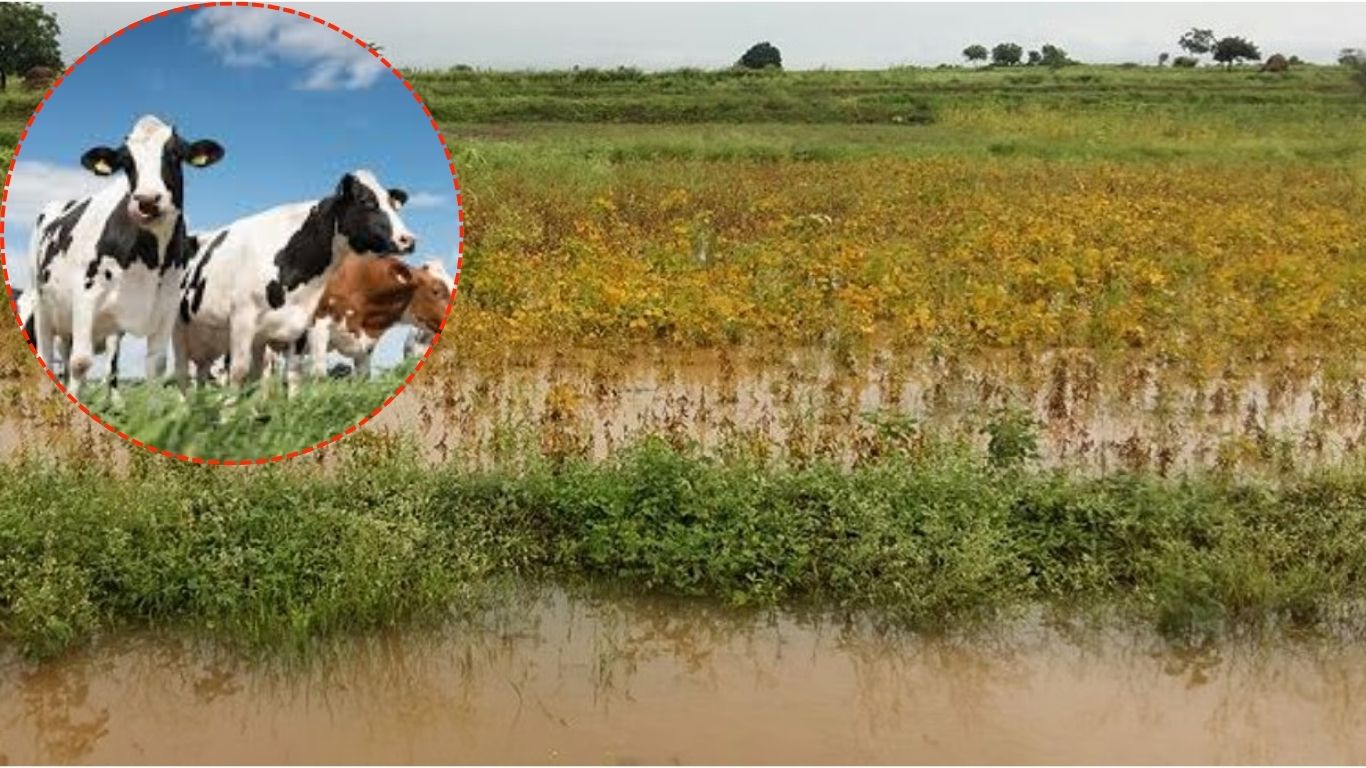 सोयाबीनच्या उभ्या पिकात जनावरे सोडल्याने शेतकऱ्यांचे नुकसान