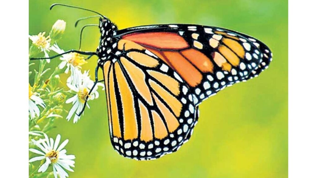 पुण्यात बिग बटरफ्लाय मंथ; फुलपाखरांचे निरीक्षण, फोटोग्राफी आणि वॉक