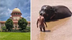 महादेवी हत्तीणी प्रकरण: सर्वोच्च न्यायालयाचा निर्णय उच्चस्तरीय समितीकडे, कोल्हापुरात परतण्याची शक्यता