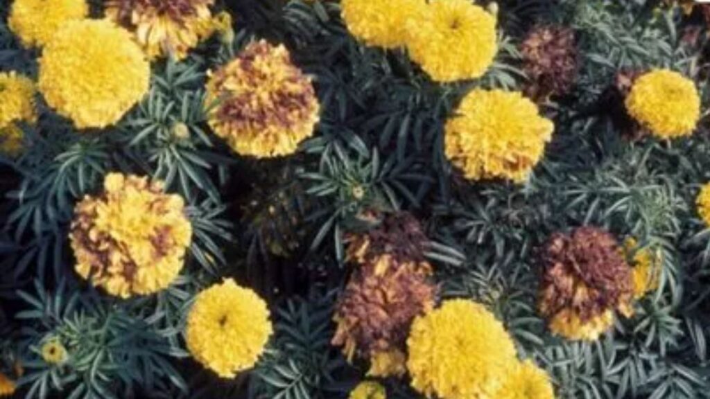 Daund शेतकऱ्यांची फसवणूक: झेंडूच्या बोगस रोपांमुळे आर्थिक नुकसान