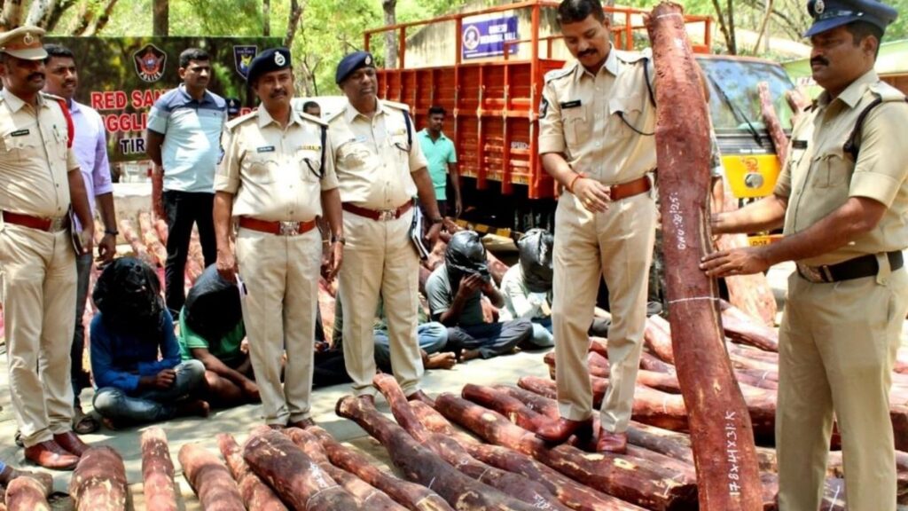 अकोल्याच्या पातूर वनपरिक्षेत्रात धडक कारवाई; दोन चंदन तस्कर रंगेहाथ अटकेत