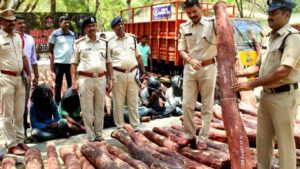 अकोल्याच्या पातूर वनपरिक्षेत्रात धडक कारवाई; दोन चंदन तस्कर रंगेहाथ अटकेत