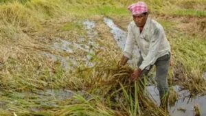 भुसावळ तालुक्यात अतिवृष्टीमुळे पिकांचे मोठे नुकसान; शेतकरी त्रस्त