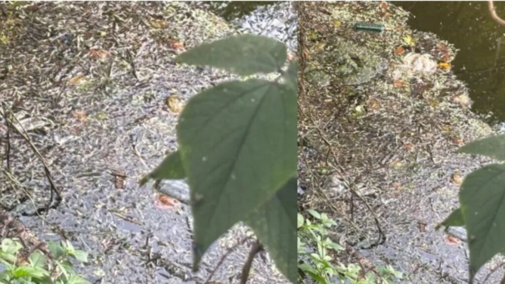 केळवडे गावातील विहिरीत मृत कोंबड्या टाकल्यामुळे पाणी दूषित; ग्रामस्थ संतापले