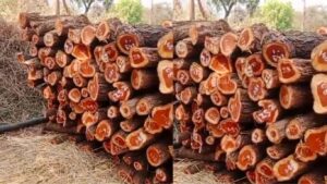 जावळी: वनविभागाच्या कस्टडीतून चोरीला गेली खैर झाडे, रिपब्लिकन पक्षाची कारवाईची मागणी