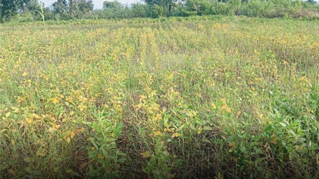 नांदेड: सात दिवस पाण्याखाली सोयाबीन शेत, शेतकऱ्यांचे मोठे नुकसान