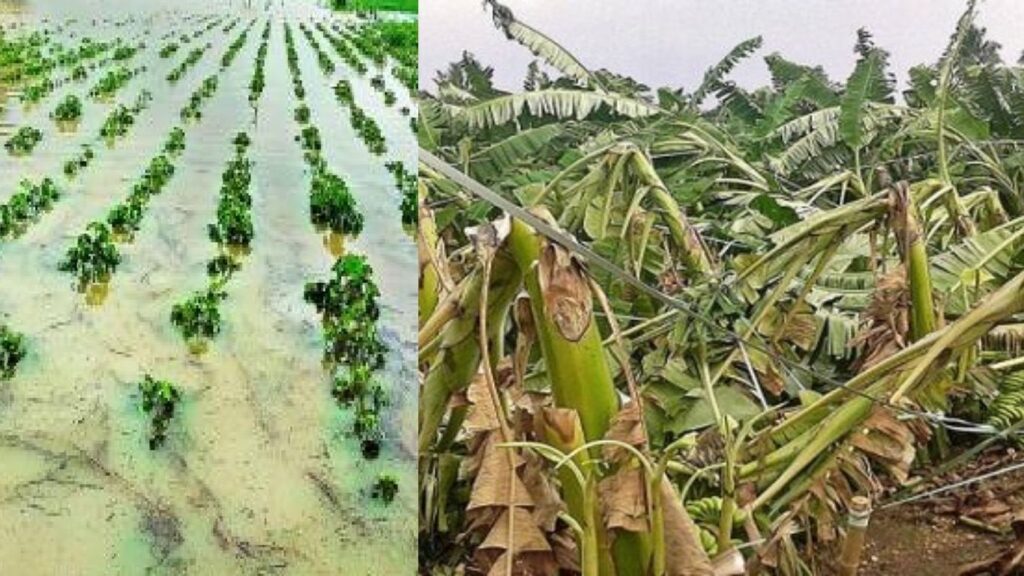जळगावात अतिवृष्टीमुळे कापूस, केळी, मोसंबीचे मोठे नुकसान; शेतकरी भरपाईच्या प्रतीक्षेत