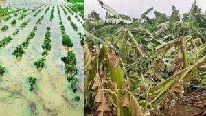 जळगावात अतिवृष्टीमुळे कापूस, केळी, मोसंबीचे मोठे नुकसान; शेतकरी भरपाईच्या प्रतीक्षेत