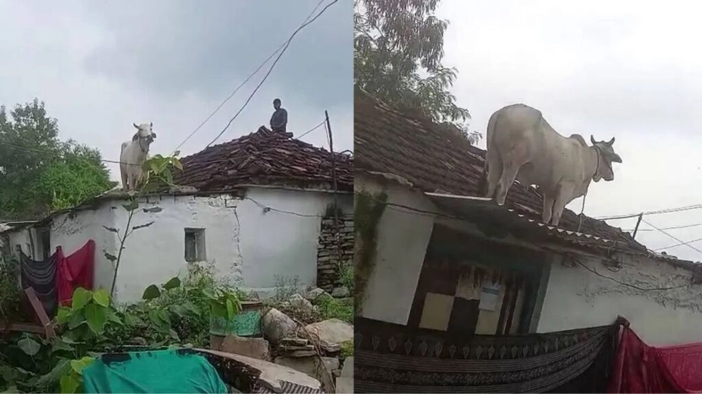 भटक्या कुत्र्यांच्या भीतीने गाय घराच्या छतावर चढली