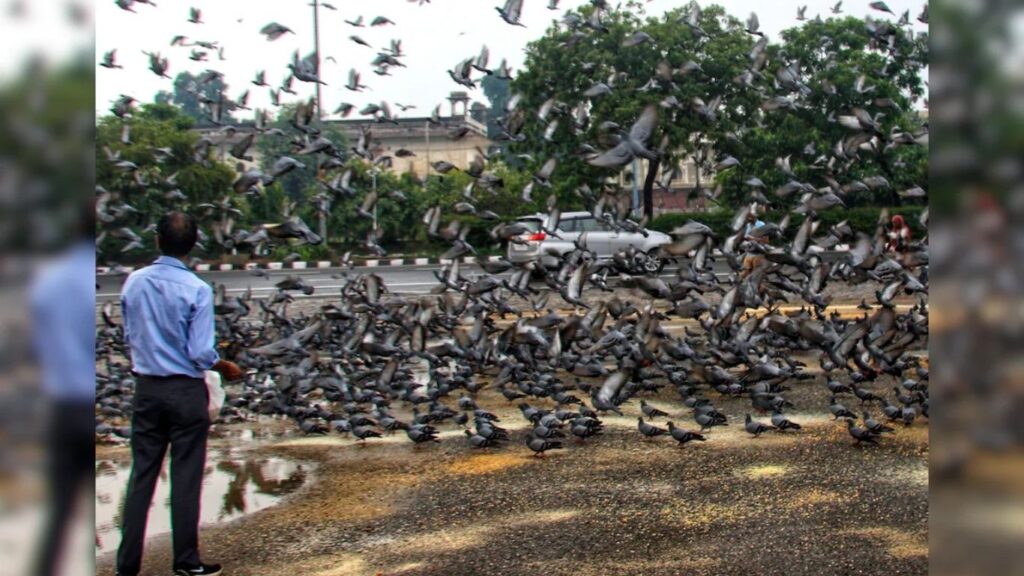 मस्जिद बंदर रेल्वे स्थानकाजवळ अवैध कबुतरखाना; प्रवाशांचा त्रास वाढला